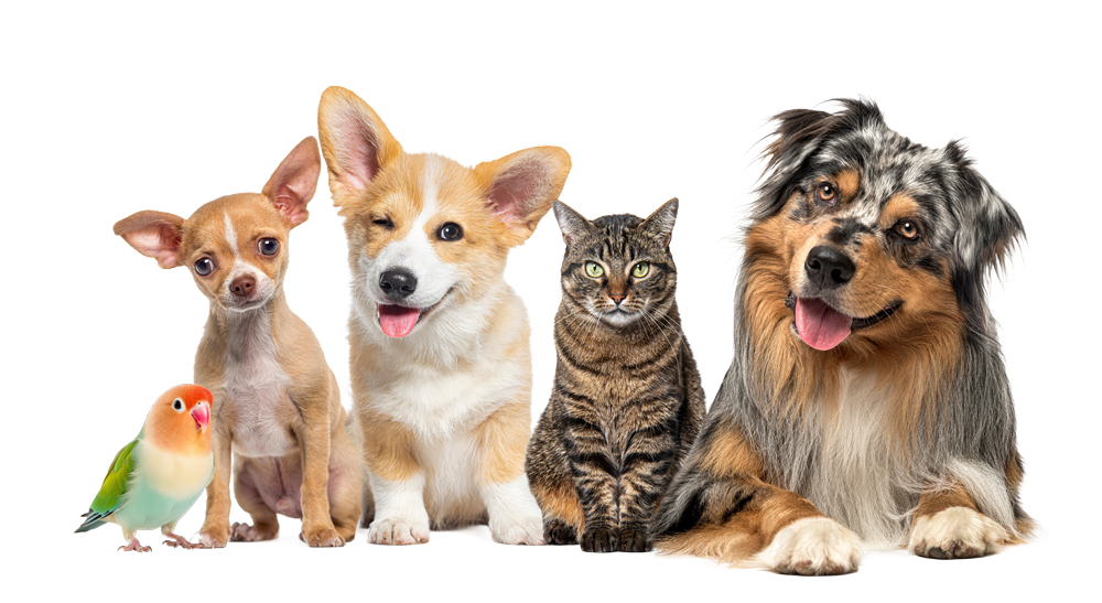 all-pets-small