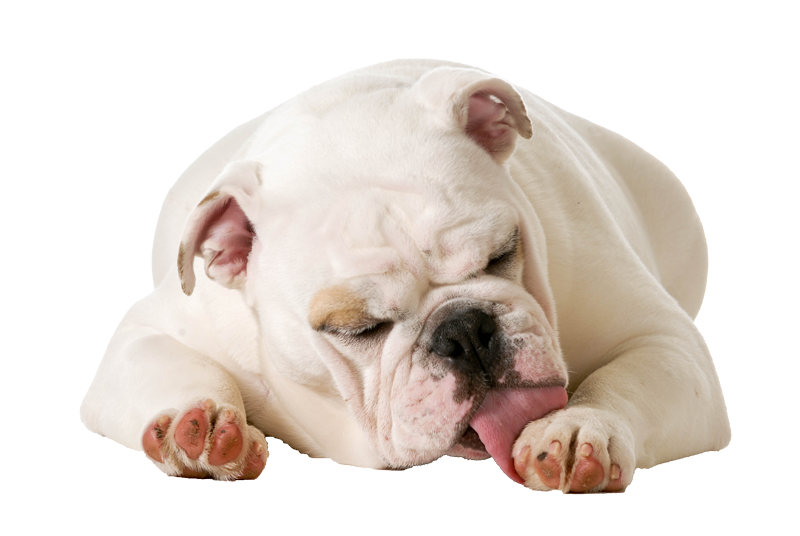 licking-dog-small-test