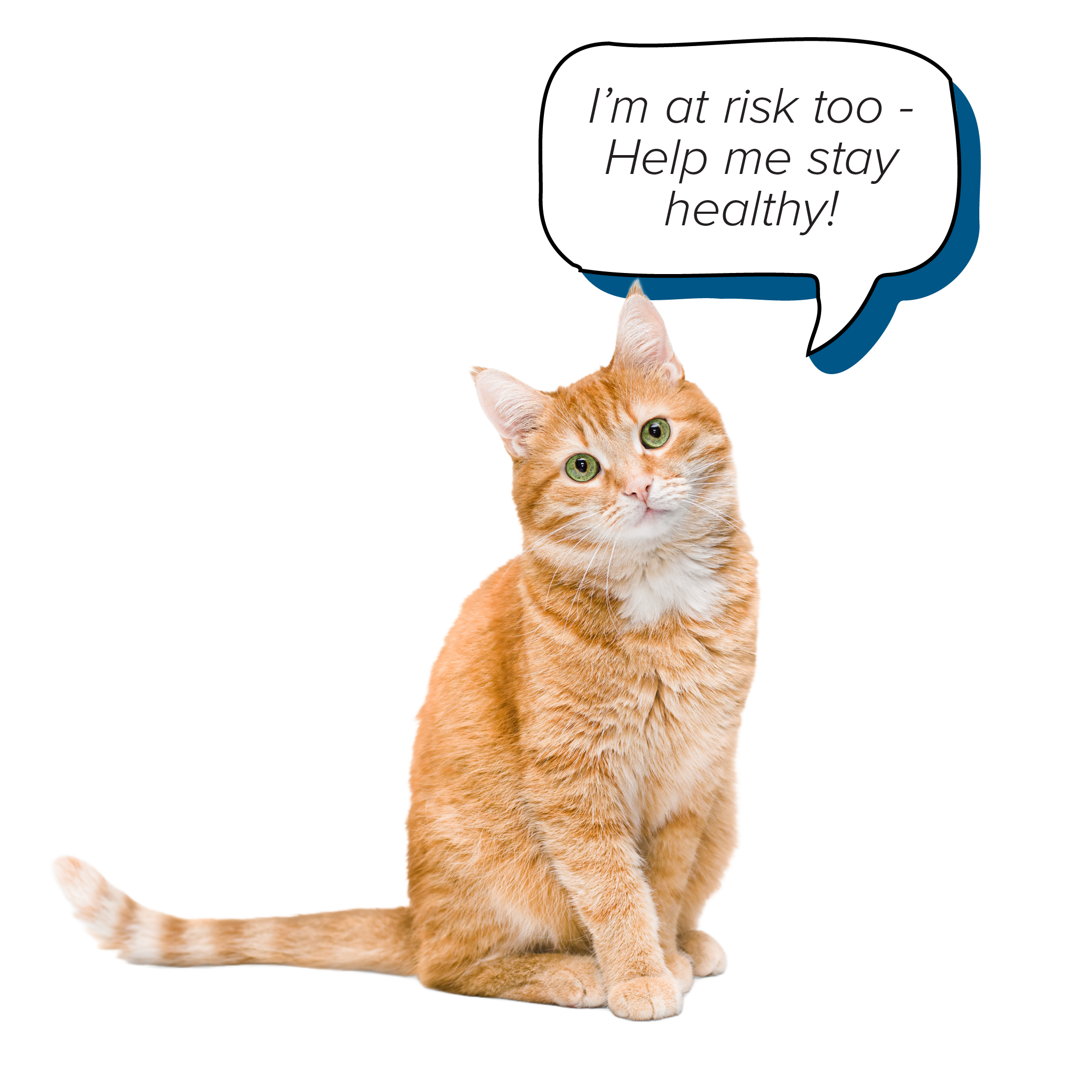 Pets Nicotine_2025_chat bubbles