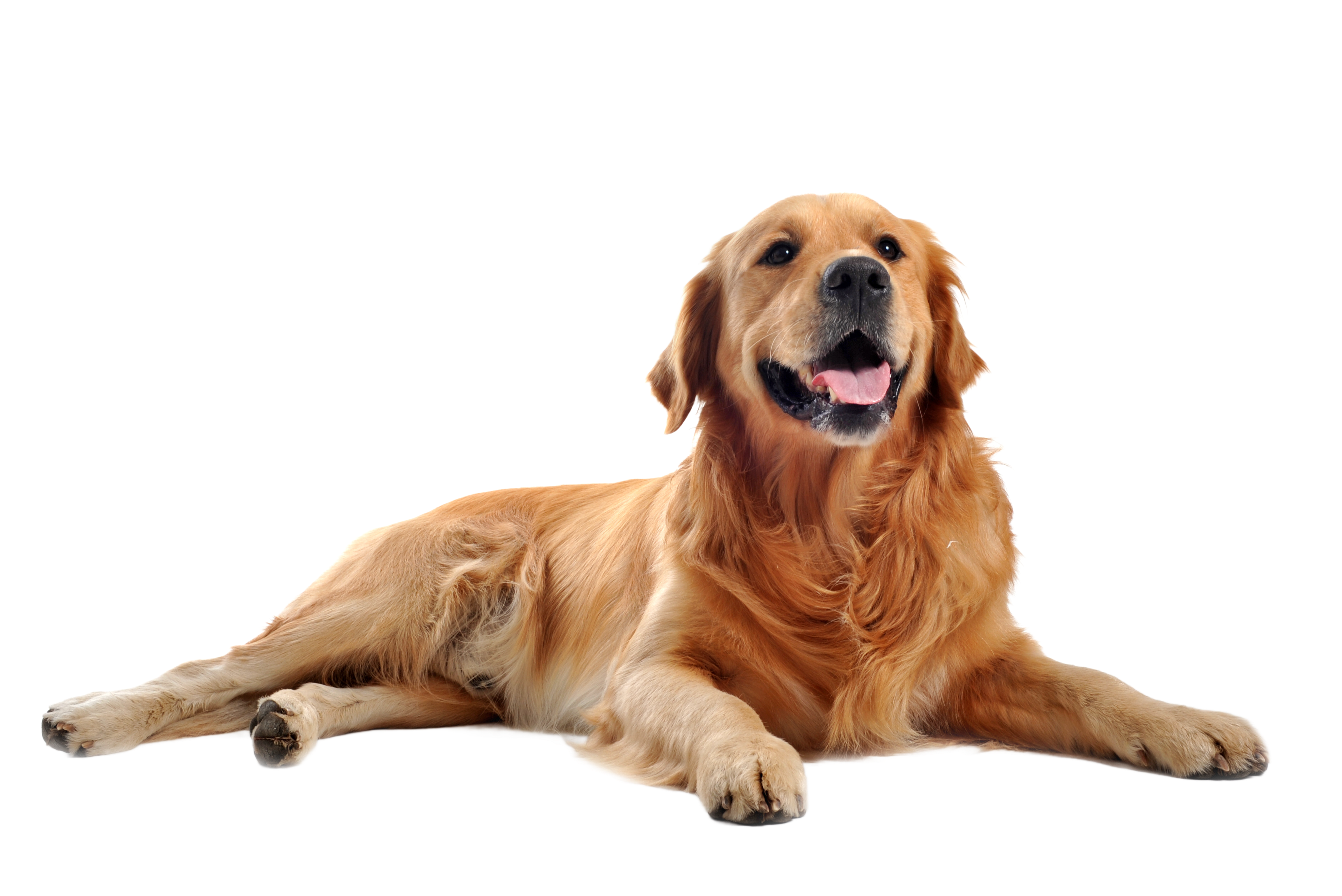 shutterstock_64034680_edited